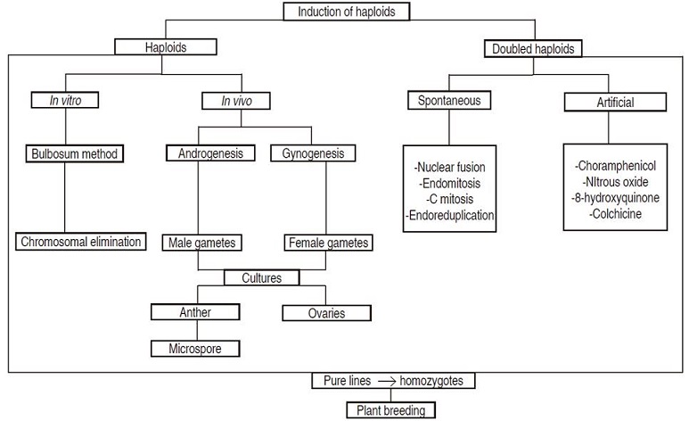 Haploid and doubled haploid production methods. 