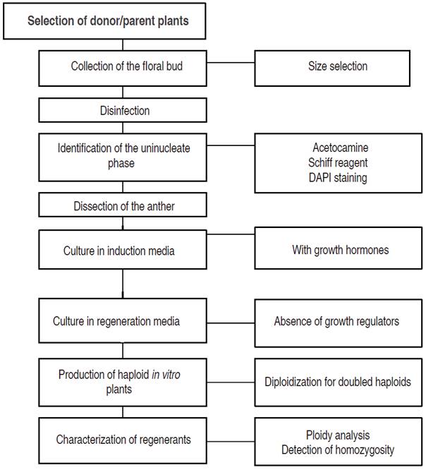 General scheme for the production of haploid and doubled haploid plants from anther/microspore cultures. 