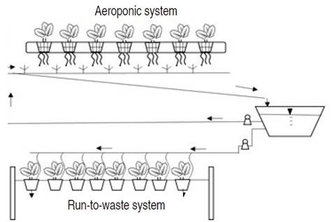 Aeroponic and Run-to-Waste systems. Both hydroponic systems were built in plastic and wood at the height of 1 m above theflfIoor; in the Run-to-waste system, pots were hung with wires. The nutrient solution was the same for both hydroponic systems. Arrows show the fIow direction.