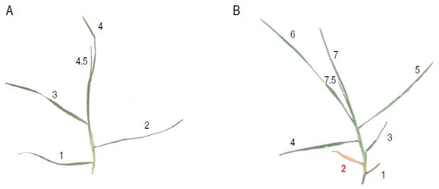 Kikuyu tiller: A. with four and a half leaves; B. seven and a half leaves.