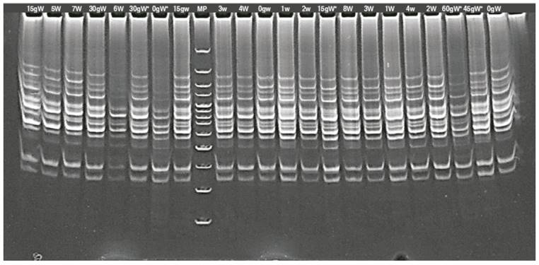 Banding patterns generated with RAM primer in lulo (Solanum quitoense Lam.) calluses with thorns (*) and in lulo seedlings with (W) and without (w) thorns, irradiated with gamma rays. g: indicate the irradiation doses; MP: marker.