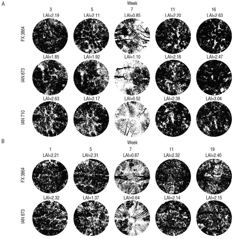 Evolution of the leaf area index (LAI) in the defoliation-sprouting season quantified in 2016 during the weeks (W) 3, 5, 7, 11 and 16 for clones FX 3864, IAN 873, and IAN 710 in A. Taraz&aacute;; and the weeks (W) 1, 5, 7, 11, and 19 for clones FX 3864 and IAN 873 in B. Nech&iacute;. 