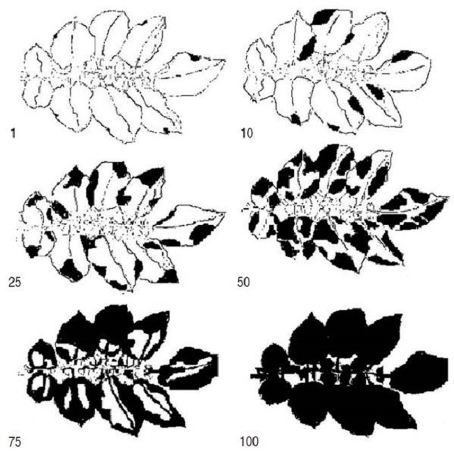 Clive's scale (1971) for the percentage of severity of P. infestans in S. tuberosum leaves, modified by Betancourth et al. (2008).