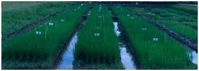 Rice crop in field. Water channels set at 5 cm below ground surface.