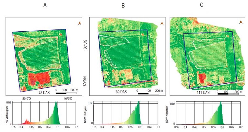 NDVI-based crop health maps for the Case of study 1, showing the studied area (blue polygon) and the affected areas (white polygons). A. 48 DAS; B. 89 DAS; C. 111 DAS.