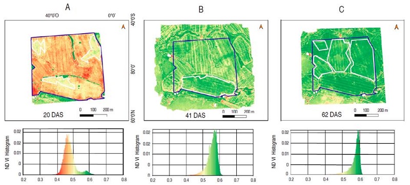 NDVI-based crop health maps for the case of study 3, showing the studied area (blue polygon) and the affected areas (white polygons). A. 20 DAS; B. 41 DAS; C. 62 DAS.