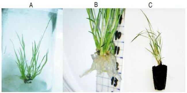 Cultures of arrow cane "Criolla" cv. in stages of propagule multiplication (A), in vitro rooting (B) and ex vitro acclimatization (C).