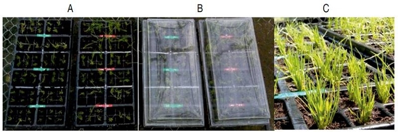 Ex vitro adaptation of arrow cane (Gynerium sagitatum Aubl.) micropropagate plants. A: uncovered transplanted plants, B: plastic-covered transplanted plants, C: acclimatized plants.