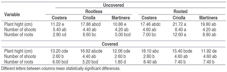 Growth of arrow cane (Gynerium sagitatum Aubl.) micropropagated plants "Costera", "Criolla" and "Martinera" cvs transferred to ex vitro conditions with or without covers.