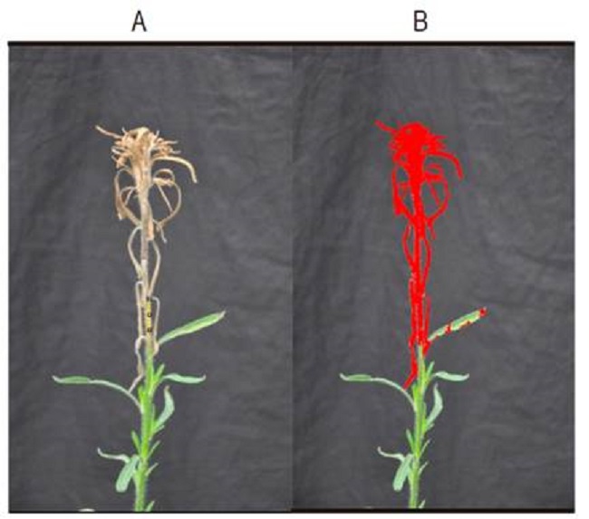 Identification and quantification of the percentage of the necrotic area of fleabane plants (Conyza spp.) after localized application of saflufenacil, indicating the original image without manipulation (A) and the selection of damage areas underlined in red color (B).
