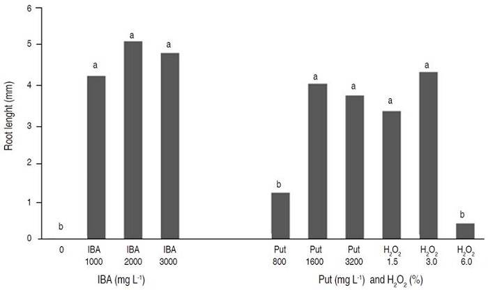 Effect of IBA, Put and H2O2 on root length of GF677 cuttings in July. In each group, columns with similar letters have no significant difference according to Duncan's test (P≤0.05). IBA=indole butyric acid, Put=putrescine and H2O2=hydrogen peroxide.