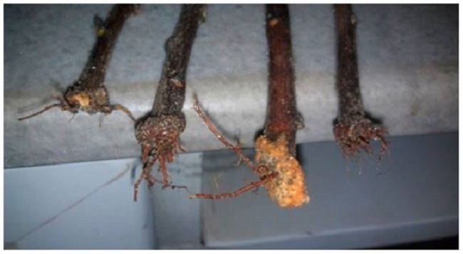 GF677 semi-hardwood cuttings three months after treatment of 2000 mg L-1 IBA+3200 mg L-1 Put in March. 