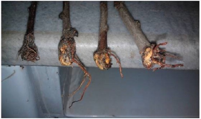 GF677 semi-hardwood cuttings three months after treatment of 2000 mg L-1 IBA+3% H2O2 in March.