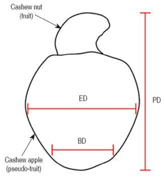 Representation of cashew nut (fruit) and cashew apple (pseudo-fruit). PD: polar diameter; ED: equatorial diameter; BD: basal diameter.