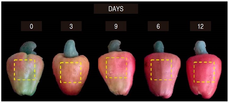 Color images of cashew fruits and pseudo-fruits at different days of storage. ROI: region of interest in a yellow dashed square.