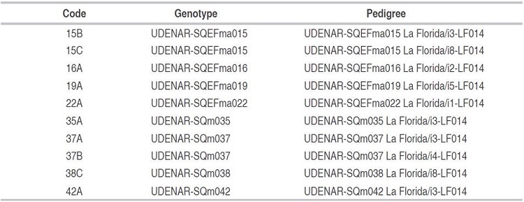 Field-resistance lulo genotypes to Fusarium oxysporum derived from sexual seed, under natural conditions of the region of the department of Nariño, Colombia.