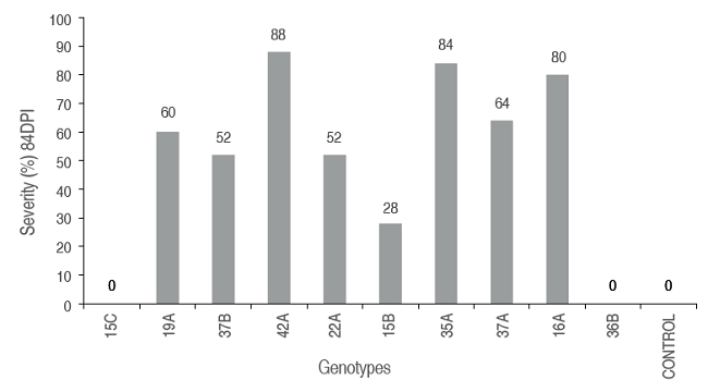 Average severity (%) at 84 DPI in 10 lulo genotypes obtained by sexual seed.