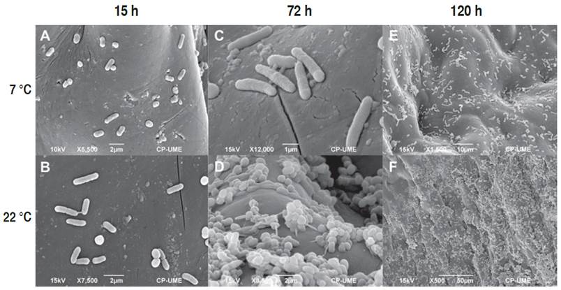 Micrographs of tomato inoculated with Escherichia coli (ETEC) at 7 and 22 &deg;C. Micrographs after 1.5 h (A, B), 72 h (C, D), and 168 h (E, F) of storage.