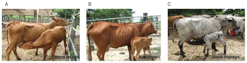 Colombian creole cattle breeds. A. Hartón del Valle. B. Sanmartinero. C. Blanco orejinegro. (Photographaps by G. Onofre R.)