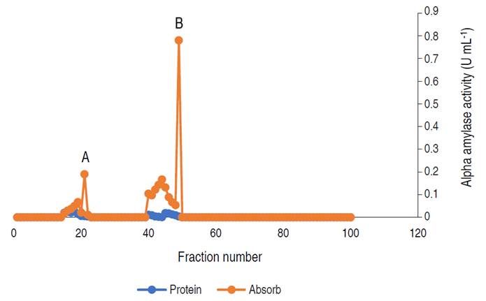 Elution profile of α-amylase via gel filtration with two activity peaks. Pooled fractions were represented with black arrow.