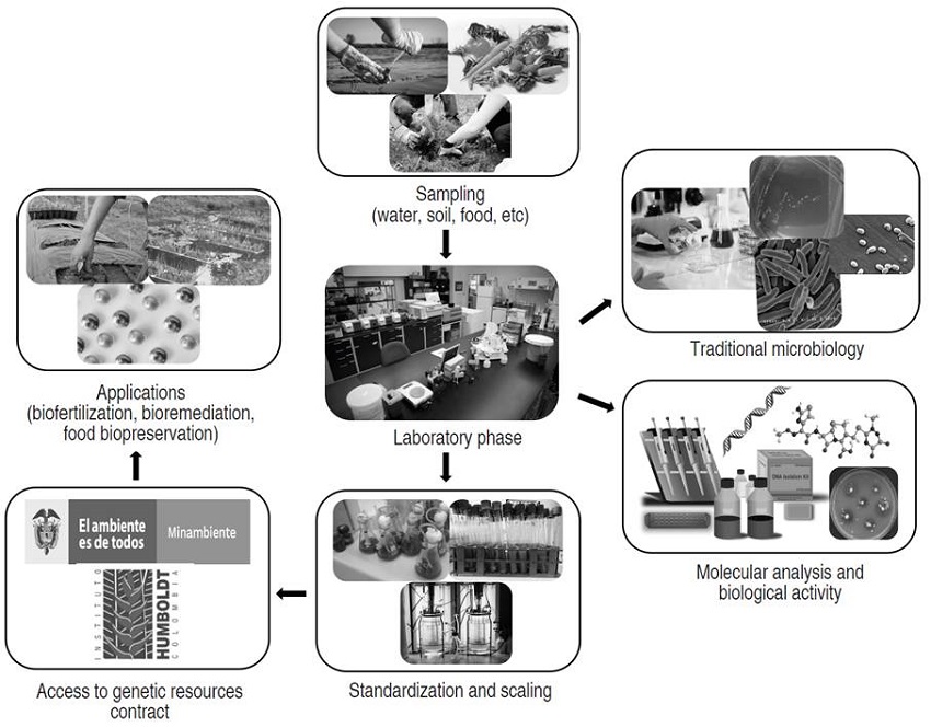 Procedures during a bioprospecting process in search of product development with applications in the food industry.