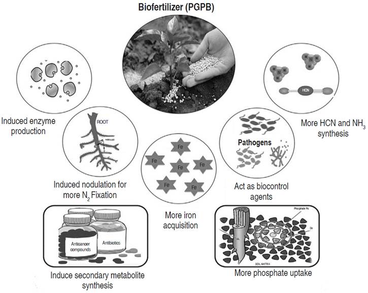 Benefits of biofertilization, use of plant growth promoting bacteria (PGPB). Source: modified from Singh et al., 2019