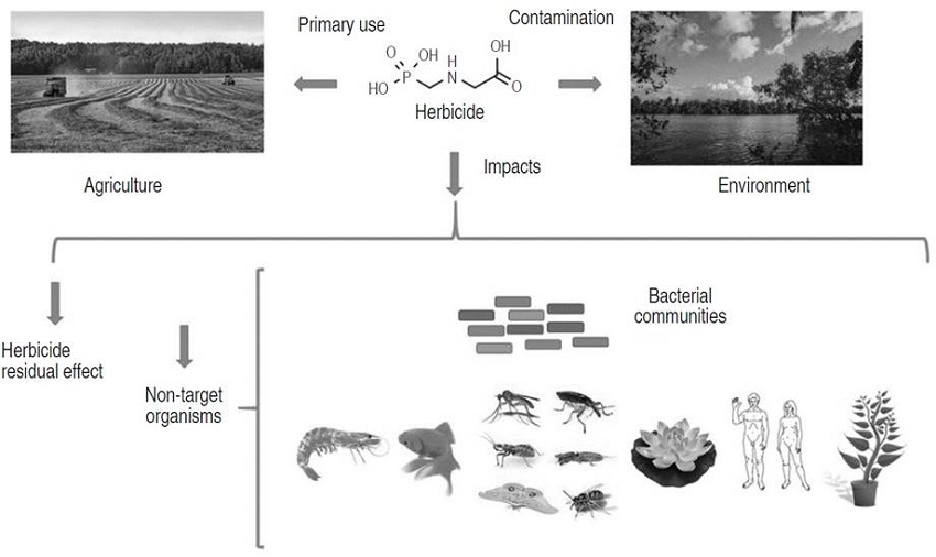 Impact of the use of agrochemicals in food production. Source: Pileggi et al., (2020).