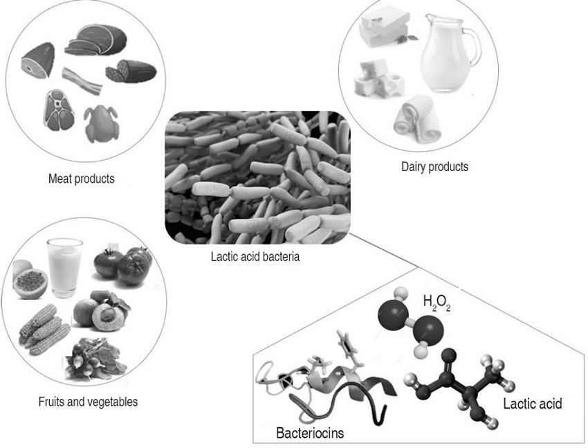 Main sources of LAB and main antimicrobial metabolites with biopreservation potential. 