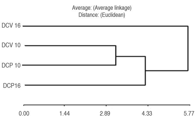 Representation of the analysis of conglomerates for dark chocolate. DCP10=Dark chocolate, &Oslash;p=10-15 &micro;m, Physalis peruviana L; DCP16=Dark chocolate, &Oslash;p=16-20 &micro;m, Physalis peruviana L; DCV10=Dark chocolate, &Oslash;p=10-15 &micro;m, Vaccinium spp; DCV16=Dark chocolate, &Oslash;p=16-20 &micro;m, Vaccinium spp. 