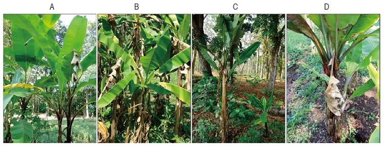 Documentation of BBTV status of plant materials studied: A. Musa acuminata var. nakaii (asymptomatic); B. Musa acuminata var. rutilifes (asymptomatic); C. Pisang Mas Mirah (symptomatic); and D. Pisang Candi (symptomatic).