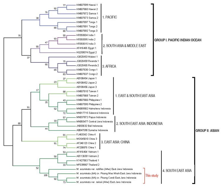 Neighbor-Joining phylogenetic tree of BBTV DNA-R isolates (bootstrap consensus with 50% cut-off).