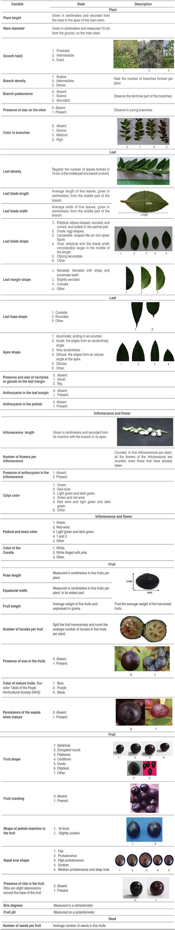 List of variables, state, and description proposed as a descriptor for Vaccinium meridionale Sw.
