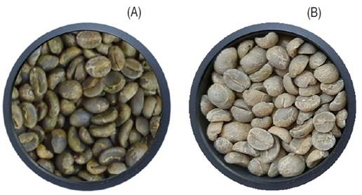 Color of coffee beans at the beginning (A) and at the end of storage (B).