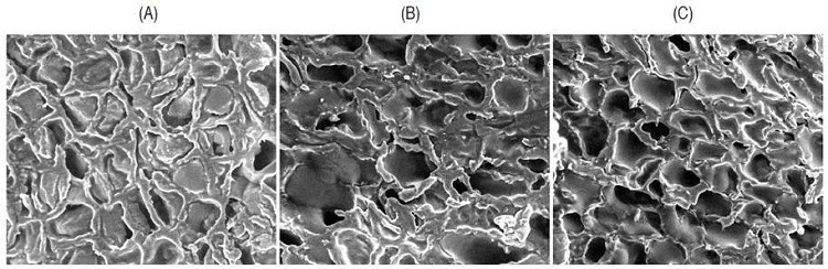 Scanning electron microscopy of coffee beans obtained under different drying conditions. (A) Mechanical drying at 50 °C, (B) mechanical drying at 40 °C, and (C) solar drying.