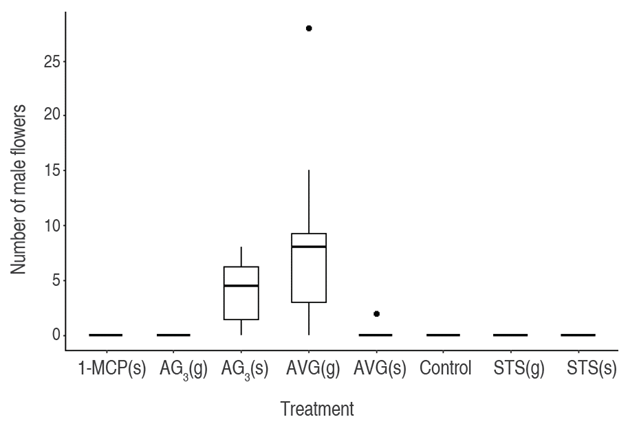 Boxplot of the number of male flowers in response to the treatments. Silver thiosulfate (STS), Aminoethoxy-vinyl-glycine (AVG), 1-Methylcyclopropene (1-MCP), Gibberellic acid (AG3). Foliar spray (s) and drip to the apex (g).