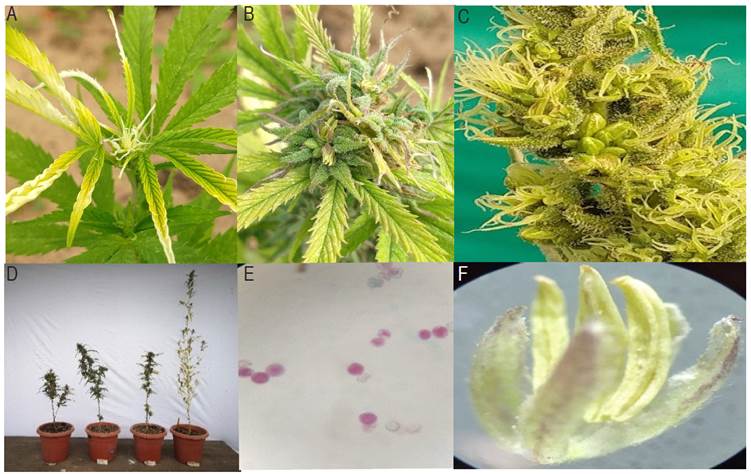 A) Visible symptoms of AVG(g); B) Production of male flowers at 100 &micro;g of AVG; C) Male and female flower buds in plants treated with AG3(s); D) Morphological differences associated with the application of AG3; E) Viable pollen obtained from reverted plants; and F) Male flowers (reduced males).