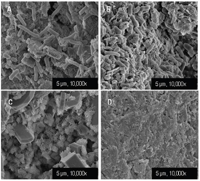 Scanning Electron Microscopy - Focused Ion Beam (SEM-FIB) images of A. SMZ-CTAB at 0%, B. SMZ-CTAB at 10%, C. SMZ-CTAB at 20%, and D. SMZ-CTAB at 30%.