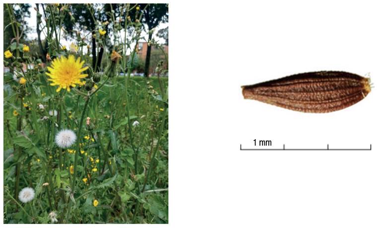 Adult plants and mature sexual propagules of S. oleraceus grown in high tropical latitudinal conditions.