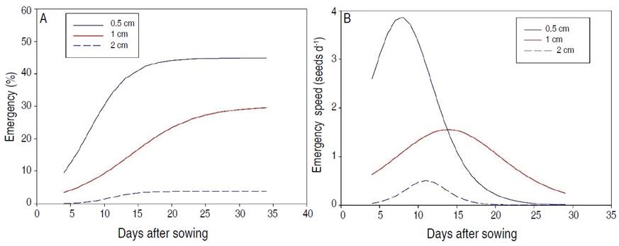 Effect of sowing depth on accumulated emergence (A) and the emergence speed (B) of S. oleraceus seedlings.