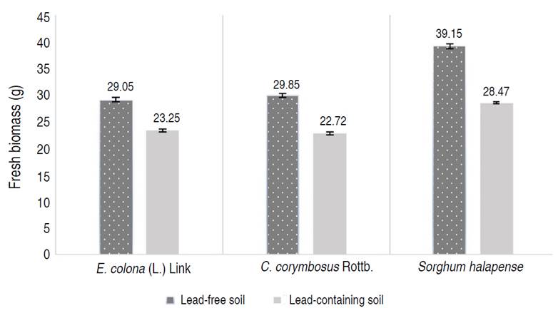 Weight of fresh weed biomass in soil contaminated and not contaminated by lead.