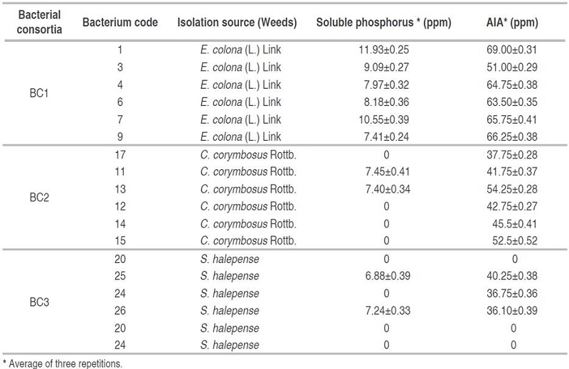 Solubilized phosphorus and indole acetic acid produced by lead-tolerant bacterial consortia.