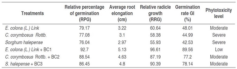Soil phytotoxicity level in Raphanus sativus L. seeds 90 days after sowing weeds with and without lead-tolerant bacteria consortia.