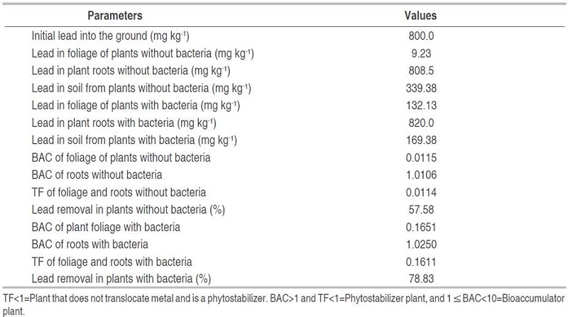 Parameters of phytoremediation of soil contaminated with lead by Echinochloa colona (L.) Link with and without bacterial consortium 1 (BC1).