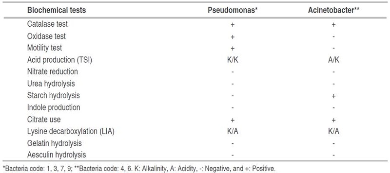 Characteristics of the Pseudomonas and Acinetobacter genera identified in bacterial consortium one (BC1) isolated from lead-tolerant E. colona (L.) Link.