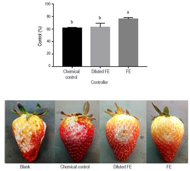 Efficacy of the biopesticide formulation at 4.125 mg mL-1 saponins (FE) and diluted to 0.5 mg mL-1 saponins (diluted FE), compared to the commercial fungicide Carbendazim (0.1 mg mL-1); on the severity of disease caused by B. cinerea in strawberry fruits.