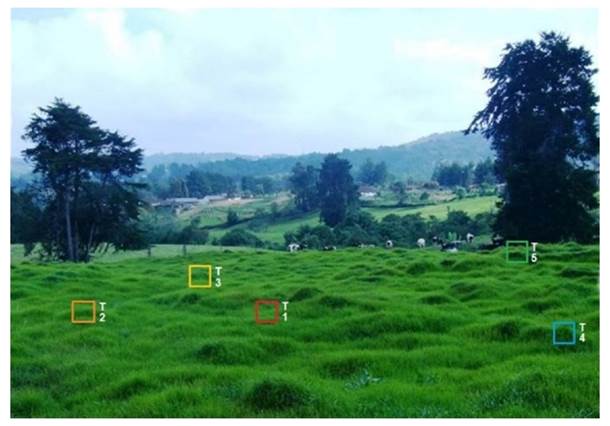 Example of treatment selection. 