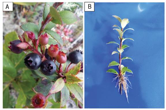 Clonal propagation of native blueberry; A. Blueberry mother plants in the field; B. Rooting of minicutting at 120 days, with different substrates and AIB doses.