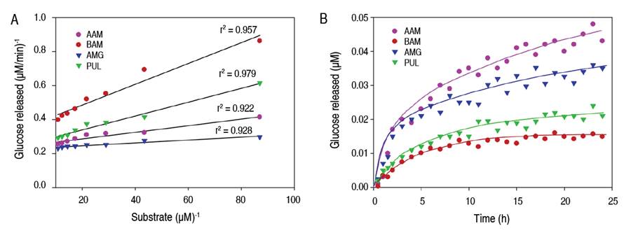 The behavior of enzyme kinetics on native cassava starch granules. Lineweaver-Burk linearization method (A), kinetics as a function of hydrolysis time (B). AAM: α-amylase; BAM: β-amylase; AMG: amyloglucosidase; PUL: pullulanase.