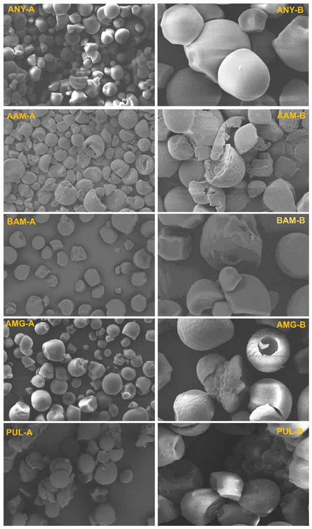 Morphological changes in the amorphous zones of starch after enzymatic hydrolysis. A) Magnification at 1,000X, B) Magnification at 3,000X. AAM: α-amylase; BAM: β-amylase; AMG: amyloglucosidase; PUL: pullulanase.