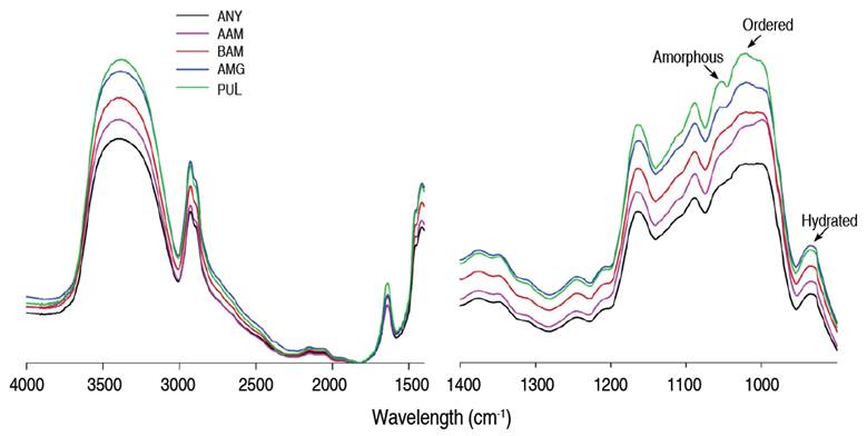 FTIR spectra of native and hydrolyzed cassava starches. AAM: α-amylase; BAM: β-amylase; AMG: amyloglucosidase; PUL: pullulanase.